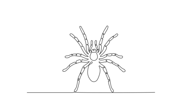 Arachnia: The Art of the Animated Spider Line Drawing